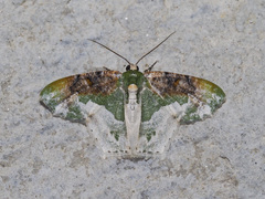 Eucyclodes semialba