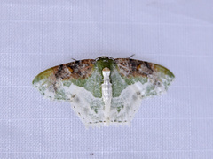 Eucyclodes semialba
