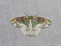 Eucyclodes semialba