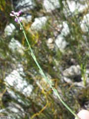 Indigofera ionii