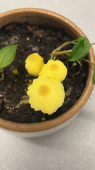 Leucocoprinus birnbaumii image
