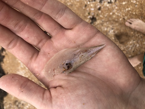 Atrina serrata