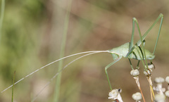 Acrometopa servillea