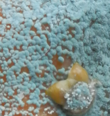 Penicillium