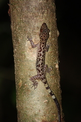 Cyrtodactylus baluensis