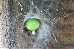 Araneus detrimentosus