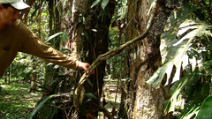 Banisteriopsis caapi