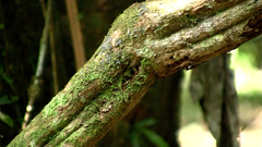 Banisteriopsis caapi