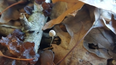 Collybiopsis quercophila