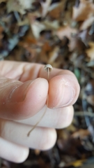 Collybiopsis quercophila