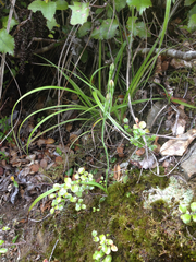 Thelymitra longifolia