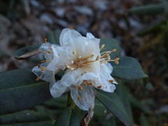Rhododendron carolinianum