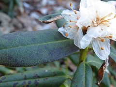 Rhododendron carolinianum
