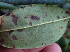 Rhododendron carolinianum