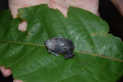 Leptobrachium