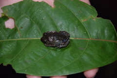 Leptobrachium