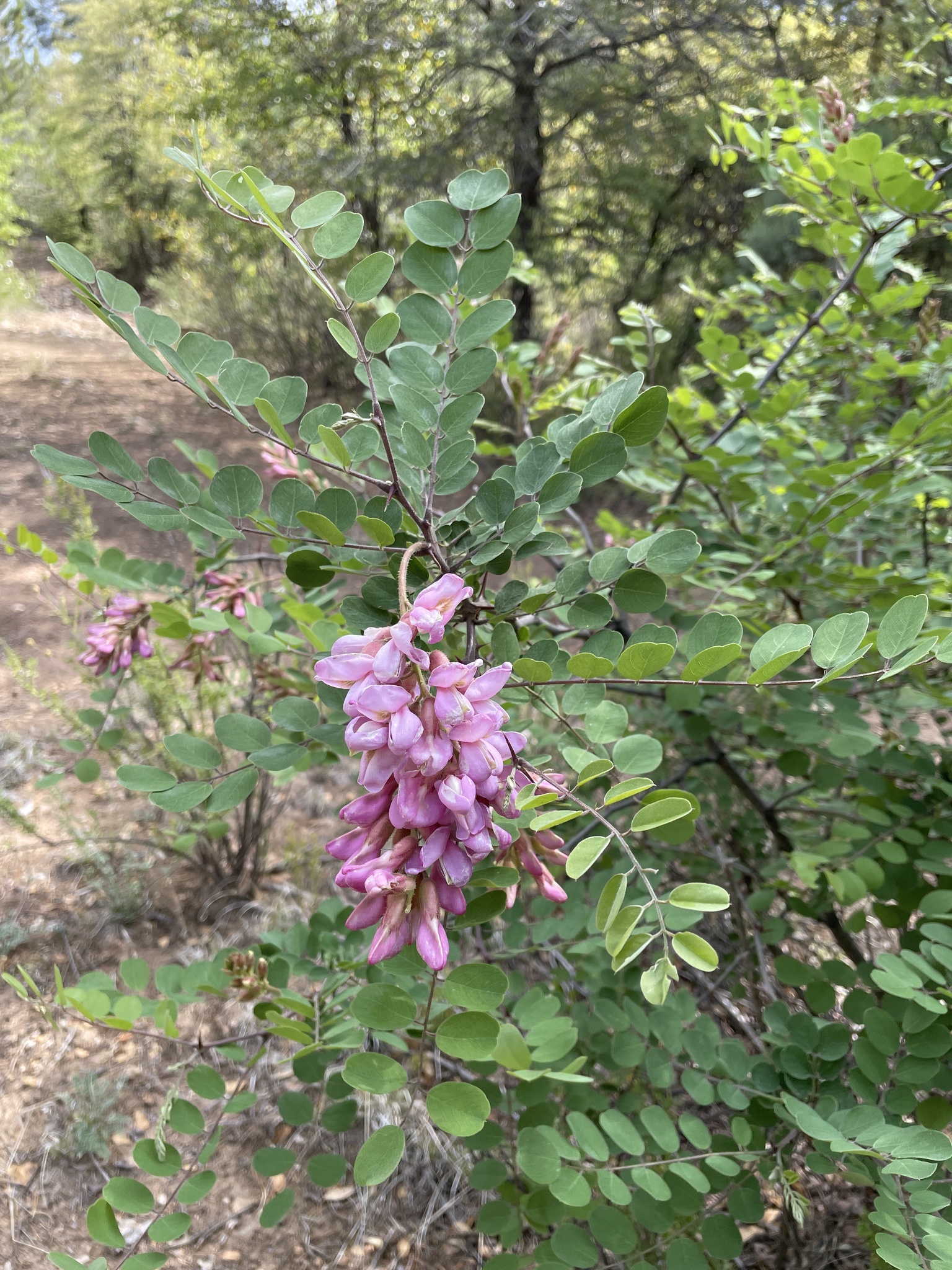 Robinia neomexicana A.Gray
