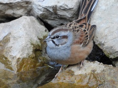Emberiza godlewskii