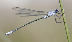 Lestes macrostigma