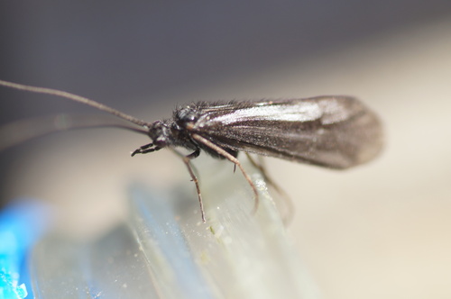 Beraea pullata