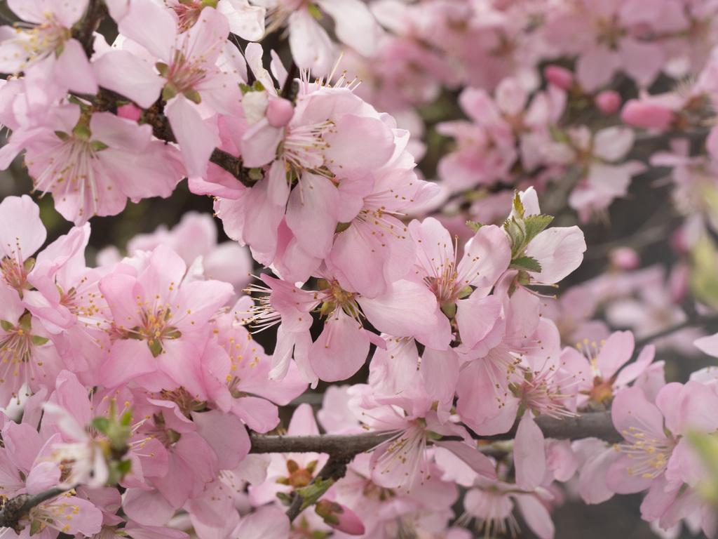 flowering plum from 中国北京市昌平区禾子涧村 邮政编码: 102204 on April 23, 2023 at 11: ...