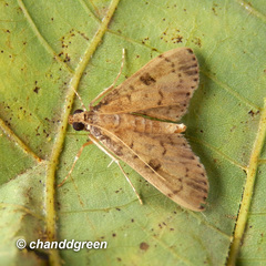 Nacoleia charesalis