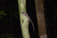 Cyrtodactylus yoshii