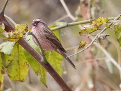 Carpodacus davidianus