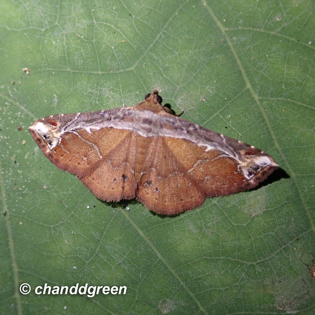 Zurobata vacillans