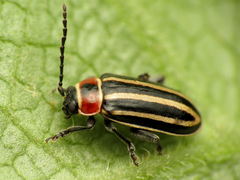 Disonycha pensylvanica