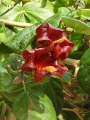 Hibiscus elatus