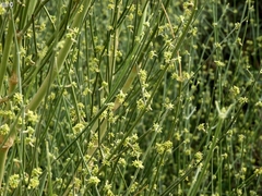 Leptadenia pyrotechnica