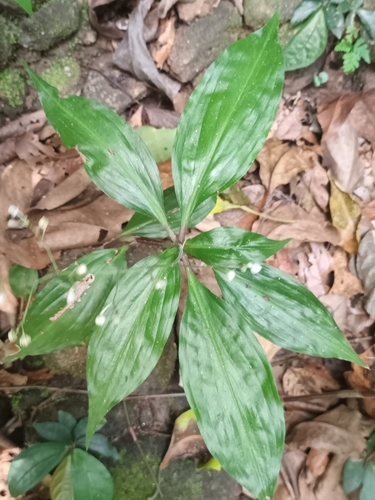 Mountain Dayflower (Dictyospermum montanum)