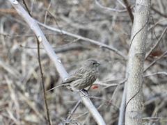 Carpodacus davidianus