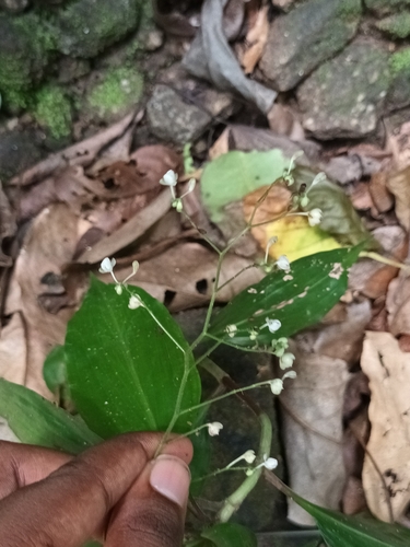 Image of Dictyospermum montanum by (c) Pranav Chandra Bose, some rights reserved (CC BY)