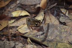 Pulchrana baramica