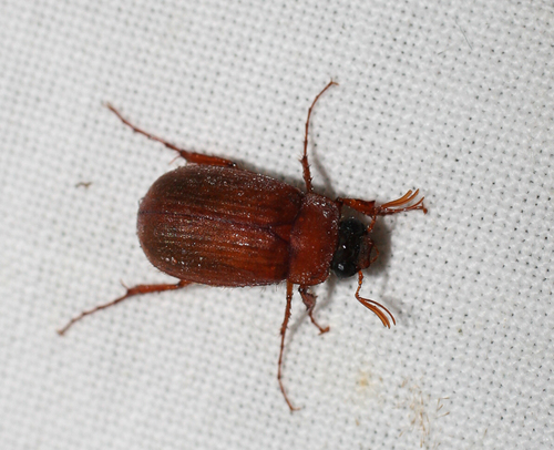 Naktinis Grambuoliukas nuotrauka