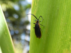 Xylobanus coenosus