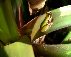 Pristimantis omeviridis