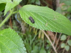 Octotoma scabripennis