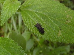 Octotoma scabripennis