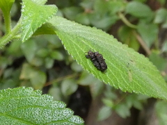 Octotoma scabripennis