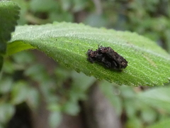 Octotoma scabripennis