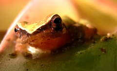 Pristimantis omeviridis