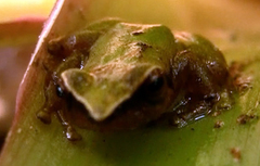 Pristimantis omeviridis