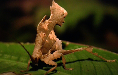 Typophyllum bolivari