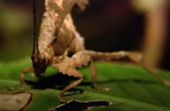 Typophyllum bolivari