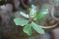 Planchonella costata