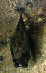 Phyllostomus hastatus