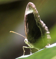 Mycalesis anaxias